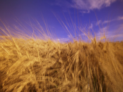 Harvest Barly Field, Colfax, Washington, Usa by Terry Eggers Pricing Limited Edition Print image