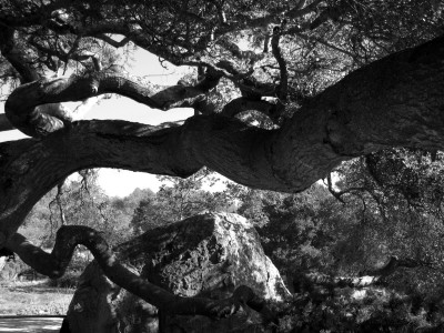 Oak Branches, Santa Barbara by Eloise Patrick Pricing Limited Edition Print image