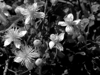 Wildflower, White, Santa Barbara, Closeup by Eloise Patrick Pricing Limited Edition Print image