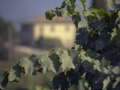 View From The Arbor, Siena by Eloise Patrick Pricing Limited Edition Print image