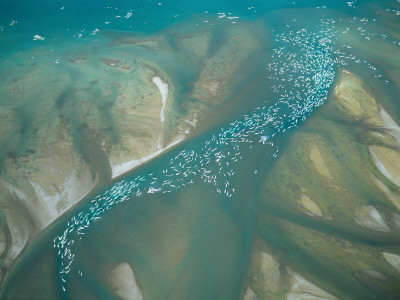 An Aerial View Of A Pod Of Beluga Whales Congregated In An Inlet by Norbert Rosing Pricing Limited Edition Print image