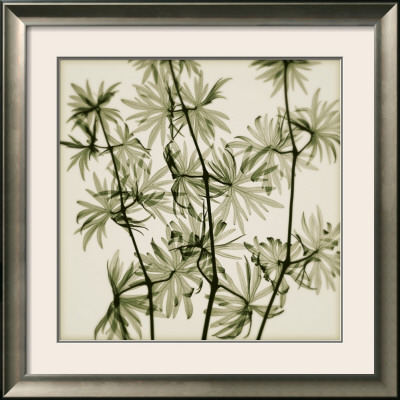 Wild Geranium by Steven Meyers Pricing Limited Edition Print image