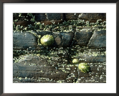 Common Limpet, Wales, Uk by Barrie Watts Pricing Limited Edition Print image