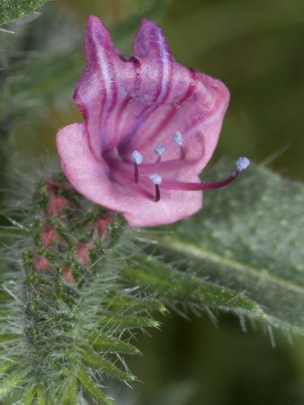 Close-Up Of A Flower Of Echium Vulgare, The Common Bugloss by Stephen Sharnoff Pricing Limited Edition Print image