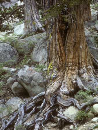 Gnarled Sierra Juniper Tree Grips The Granite Rocks With Its Roots by Stephen Sharnoff Pricing Limited Edition Print image