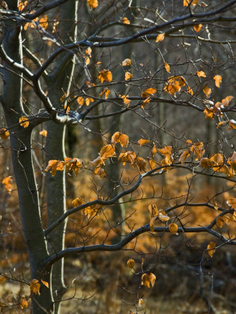 Backlit Poplar Or Aspen Tree With Leaves In Sunlight And Fall Color by Stephen Sharnoff Pricing Limited Edition Print image