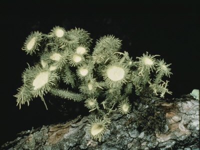 Medicinal Lichen (Usnea Cirrosa) Growing From A Tree Trunk by Sharnoff & Duran Pricing Limited Edition Print image