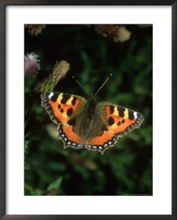 Small Tortoiseshell, Aglais Urticae by John Woolmer Pricing Limited Edition Print image