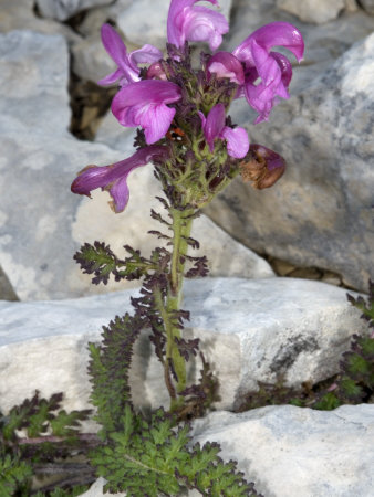 Flowers Of Pedicularis Kerneri, A Species Of Lousewort by Stephen Sharnoff Pricing Limited Edition Print image