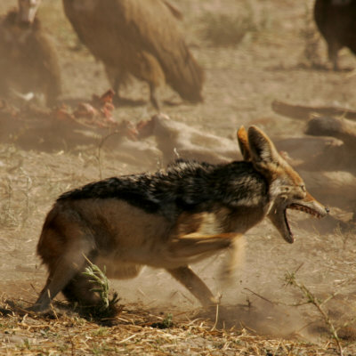 Black-Backed Jackal (Canis Mesomelas) by Beverly Joubert Pricing Limited Edition Print image