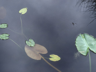 Surface Of A Lily Pond In Alaska With Lily Leaves And A Small Insect by Stephen Sharnoff Pricing Limited Edition Print image