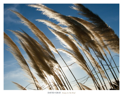 Pampas In The Wind by David Gray Pricing Limited Edition Print image