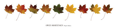 Maple Medley by Owen Mortensen Pricing Limited Edition Print image