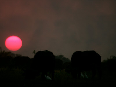 African Buffalo (Syncerus Caffer) And Birds At Dusk by Beverly Joubert Pricing Limited Edition Print image