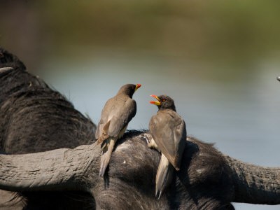 Yellow Billed Oxpeckers Perched On The Head Of An African Buffalo by Beverly Joubert Pricing Limited Edition Print image