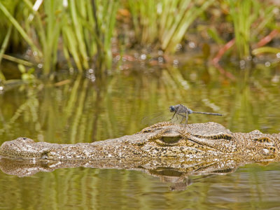 Crocodile, Crocodylus Species, With Dragonfly On It's Head by Beverly Joubert Pricing Limited Edition Print image