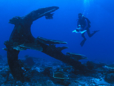 Diver With Ship's Anchor by Nick Norman Pricing Limited Edition Print image