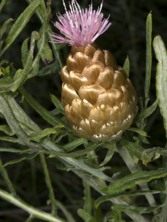 Flower And Bud Of Leuzea Conifera, La Leuze Conif?®Re by Stephen Sharnoff Pricing Limited Edition Print image