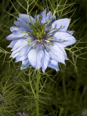 Flower Of Nigella Damascena, La Nigelle De Damas, Or Love-In-A-Mist by Stephen Sharnoff Pricing Limited Edition Print image