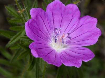 Pink Flower Of Geranium Sanguinium, Or Bloody Cranesbill by Stephen Sharnoff Pricing Limited Edition Print image