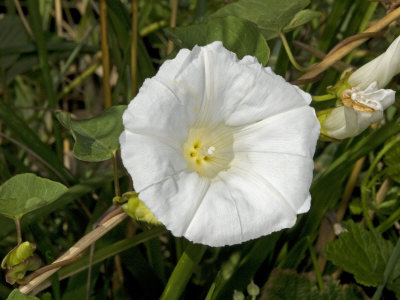 Calystegia Sepium, Larger Bindweed, Hedge Bindweed, Rutland Beauty by Stephen Sharnoff Pricing Limited Edition Print image