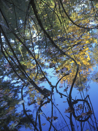 Autumn Trees And Vines Reflected In The Waters Of The Seine River by Stephen Sharnoff Pricing Limited Edition Print image