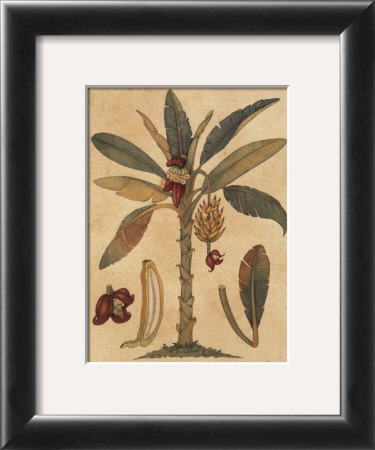 Banana Tree by Rebecca Price Pricing Limited Edition Print image