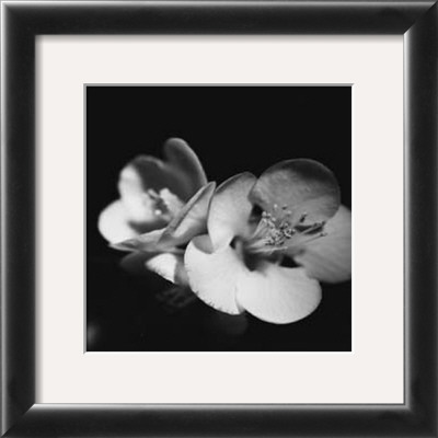 Quince Blossoms Iv by Renee Stramel Pricing Limited Edition Print image