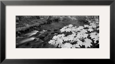 Fall Glory by Dennis Frates Pricing Limited Edition Print image