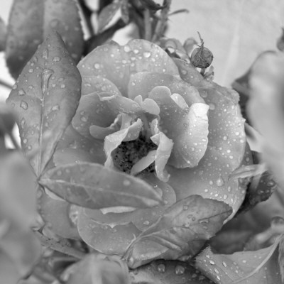 Rosey Dew Drops by Nicole Katano Pricing Limited Edition Print image