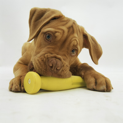 Dogue De Bordeaux Puppy Chewing On Toy, 15 Weeks by Jane Burton Pricing Limited Edition Print image