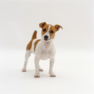 Miniature Jack Russell Terrier Bitch Puppy, 20 Weeks Old by Jane Burton Pricing Limited Edition Print image