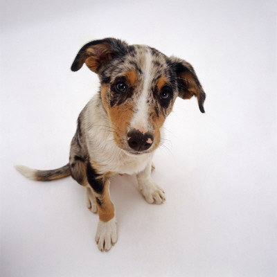 Portrait Of Smooth-Coated Tricolour Merle Border Collie Puppy, 12 Weeks Old by Jane Burton Pricing Limited Edition Print image