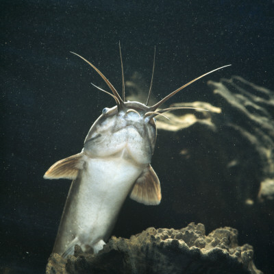 Clarias Catfish Showing Barbels by Jane Burton Pricing Limited Edition Print image