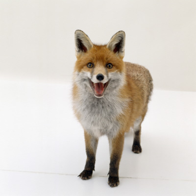 Red Fox Vixen Panting, Uk by Jane Burton Pricing Limited Edition Print image