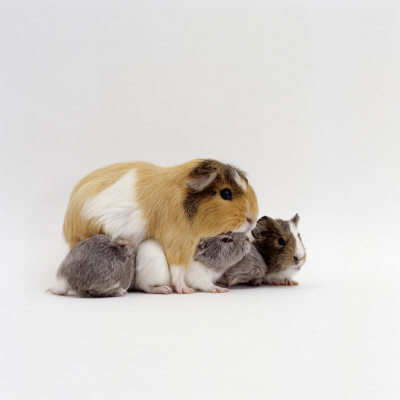 Female Shorthair Cream-Tricolour Guinea Pig Standing Over Her Four One-Week Babies, Uk by Jane Burton Pricing Limited Edition Print image