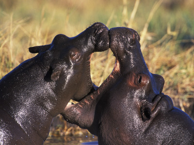 Hippopotamus Play Fighting, Moremi Nr, Botswana by Tony Heald Pricing Limited Edition Print image