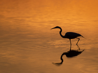 Heron Wading At Sunset, Ding Darling Nr, Sanibel Is, Florida, Usa by George Mccarthy Pricing Limited Edition Print image
