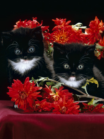 Domestic Cat, Persian-Cross Kittens With Chrysanthemums by Jane Burton Pricing Limited Edition Print image