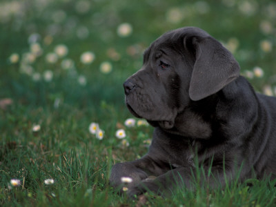 Black Neopolitan Mastiff Puppy Lying In Grass by Adriano Bacchella Pricing Limited Edition Print image