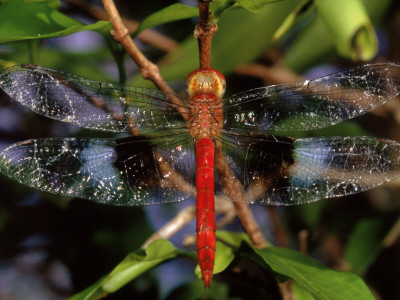 Dragonfly In Ankarana Reserve, Madagascar by Pete Oxford Pricing Limited Edition Print image