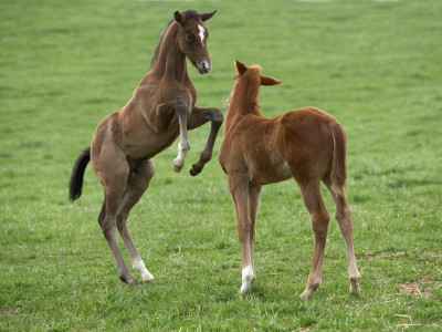 Two Thoroughbred Colt Foals, Playing, Virgina by Carol Walker Pricing Limited Edition Print image