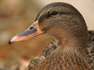 Female Mallard Head Close-Up, Usa by Lawrence Michael Pricing Limited Edition Print image