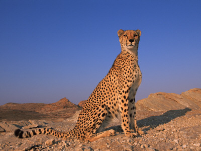 Cheetah, Tsaobis Leopard Park, Namibia by Tony Heald Pricing Limited Edition Print image