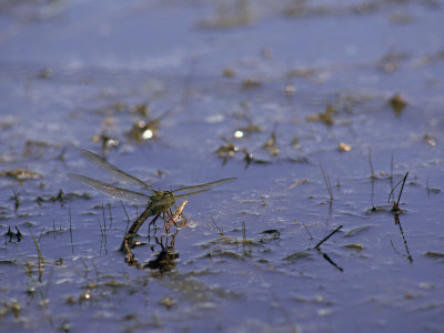 Southern Hawker Dragonfly Female (Aeshna Cyanea) Oivipositing, Dorset, England, Uk, Europe by Graham Hatherley Pricing Limited Edition Print image