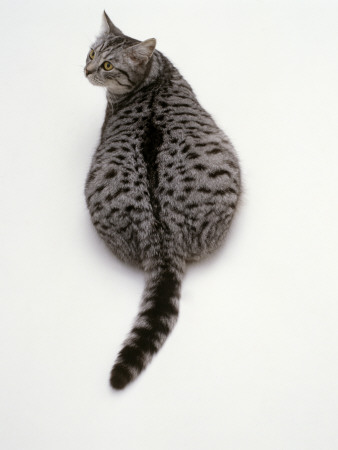 Domestic Cat, Silver Spotted Female, Overweight Viewed From Above by Jane Burton Pricing Limited Edition Print image