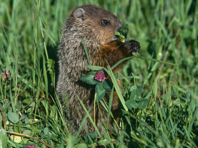 Woodchuck, Feeding, Minnesota, Usa by Lynn M. Stone Pricing Limited Edition Print image