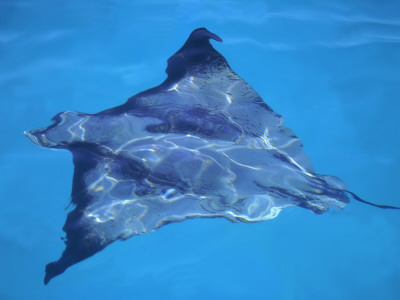 Spotted Eagle Ray, From Above, Tower (Genovesa) Is, Galapagos by Pete Oxford Pricing Limited Edition Print image