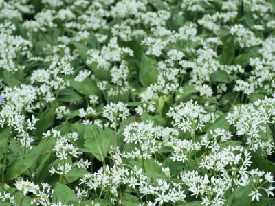 Wild Garlic / Ransoms, Flowers With Solitary Bluebell, Wiltshire, Uk by James Aldred Pricing Limited Edition Print image