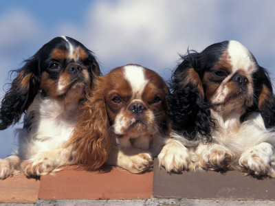 Three King Charles Cavalier Spaniel Adults On Wall by Adriano Bacchella Pricing Limited Edition Print image